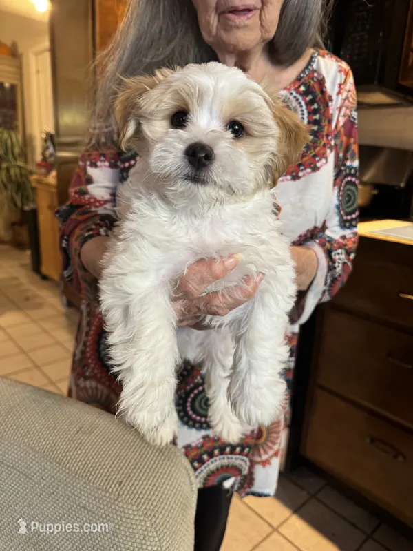 #2 – Maltipoo, Shih Tzu puppy for sale in Cottonwood, AZ