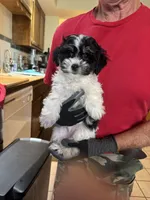 #1, a male Maltipoo and Shih Tzu for sale in Cottonwood, AZ – 3 of 3