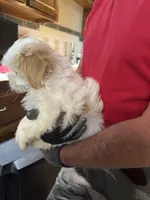 Carmelo   SOLD, a male Maltipoo and Shih Tzu for sale in Cottonwood, AZ – 2 of 3