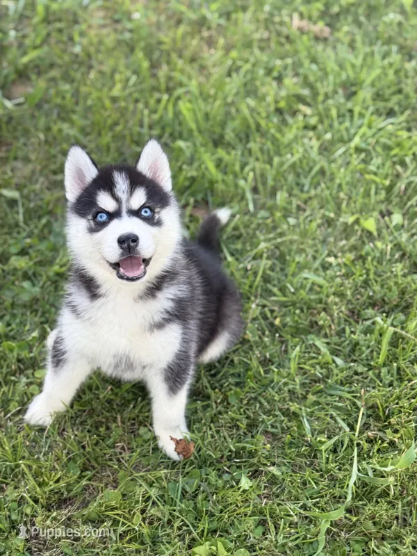 Taco Bell  – Siberian Husky puppy for sale in Alton, IL