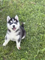 Taco Bell , a female Siberian Husky for sale in Alton, IL – 1 of 4