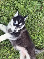 Sonic, a female Siberian Husky for sale in Alton, IL – 4 of 4