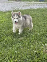 Burger King, a female Siberian Husky for sale in Alton, IL – 3 of 4