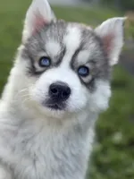McDonald’s , a male Siberian Husky for sale in Alton, IL – 1 of 4
