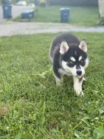 Sonic, a female Siberian Husky for sale in Alton, IL – 2 of 4