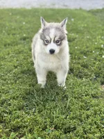 McDonald’s , a male Siberian Husky for sale in Alton, IL – 3 of 4
