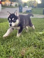 Sonic, a female Siberian Husky for sale in Alton, IL – 3 of 4