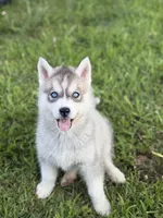 Dairy Queen , a male Siberian Husky for sale in Alton, IL – 1 of 4