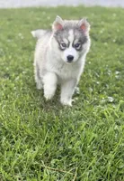 McDonald’s , a male Siberian Husky for sale in Alton, IL – 2 of 4