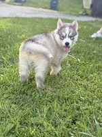 McDonald’s , a male Siberian Husky for sale in Alton, IL – 4 of 4