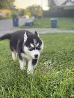 Taco Bell , a female Siberian Husky for sale in Alton, IL – 4 of 4