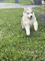 Burger King, a female Siberian Husky for sale in Alton, IL – 2 of 4