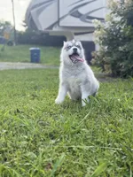 Dairy Queen , a male Siberian Husky for sale in Alton, IL – 2 of 4