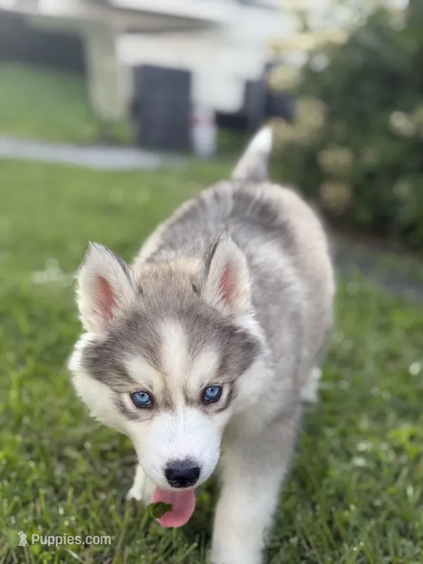 Burger King – Siberian Husky puppy for sale in Alton, IL