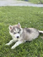 Burger King, a female Siberian Husky for sale in Alton, IL – 4 of 4