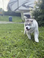 Dairy Queen , a male Siberian Husky for sale in Alton, IL – 4 of 4