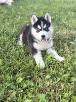 Taco Bell , a female Siberian Husky for sale in Alton, IL – 2 of 4