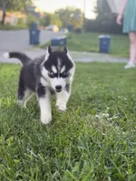 Taco Bell , a female Siberian Husky for sale in Alton, IL – 3 of 4