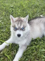 Dairy Queen , a male Siberian Husky for sale in Alton, IL – 3 of 4