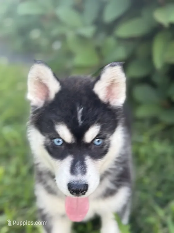 Sonic – Siberian Husky puppy for sale in Alton, IL