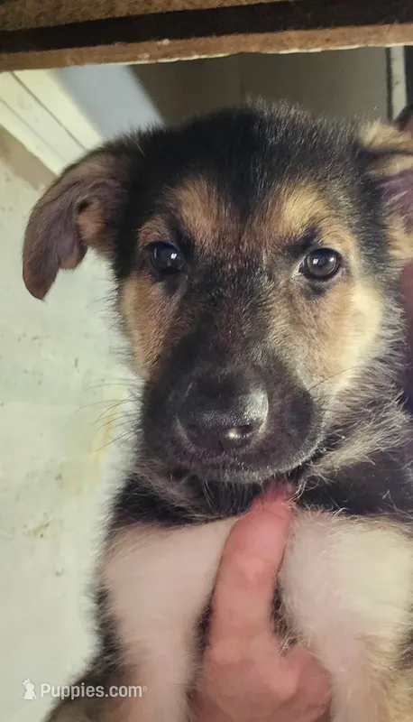 Laura  – German Shepherd Dog puppy for sale in New York, NY