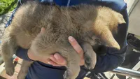 Zeus, a male German Shepherd Dog for sale in New York, NY – Photo 4 of 4