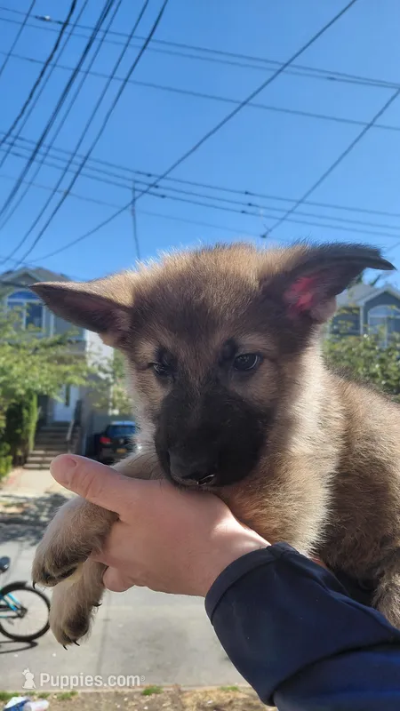 Zeus – German Shepherd Dog puppy for sale in New York, NY