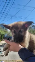 Zeus, a male German Shepherd Dog for sale in New York, NY – Photo 1 of 4