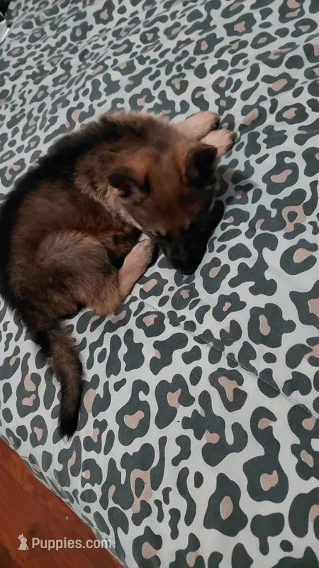 Laura  – German Shepherd Dog puppy for sale in New York, NY