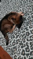 Laura , a female German Shepherd Dog for sale in New York, NY – Photo 1 of 4