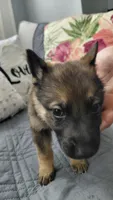 Nova, a male German Shepherd Dog for sale in New York City, NY – Photo 5 of 7