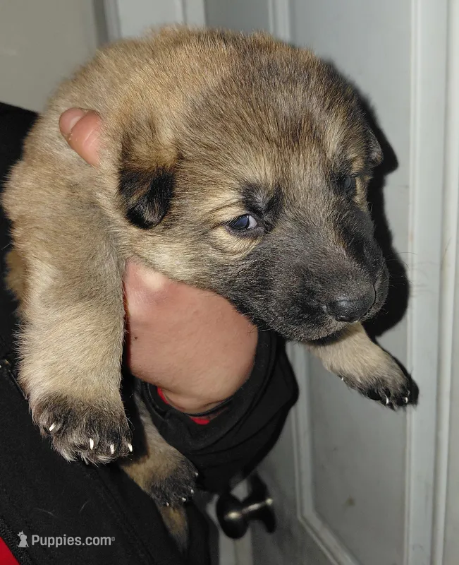 Zeus – German Shepherd Dog puppy for sale in New York, NY