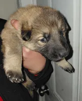 Nova, a male German Shepherd Dog for sale in New York City, NY – Photo 6 of 7