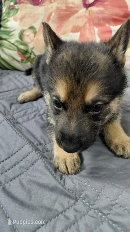Nova – German Shepherd Dog puppy for sale in New York City, NY