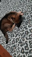 Laura , a female German Shepherd Dog for sale in New York, NY – Photo 3 of 4