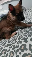 Laura , a female German Shepherd Dog for sale in New York, NY – Photo 2 of 4