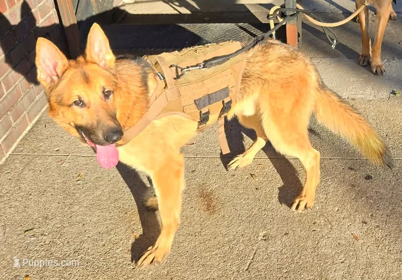 Loki – German Shepherd Dog puppy for sale in New York, NY