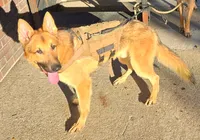 Loki, a male German Shepherd Dog for sale in New York, NY – 1 of 1