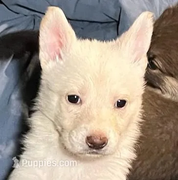 Laura  – German Shepherd Dog puppy for sale in New York, NY