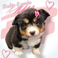 Robin , a female Pembroke Welsh Corgi for sale in Mansfield, OH – Photo 2 of 4