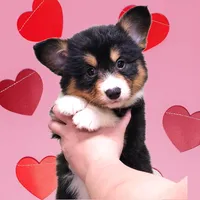 Robin , a female Pembroke Welsh Corgi for sale in Mansfield, OH – Photo 1 of 4