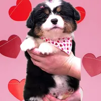 Maxine, a female Pembroke Welsh Corgi for sale in Mansfield, OH – Photo 1 of 4