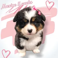 Maxine, a female Pembroke Welsh Corgi for sale in Mansfield, OH – Photo 4 of 4