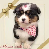 Maxine, a female Pembroke Welsh Corgi for sale in Mansfield, OH – Photo 3 of 4