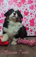 Maxine, a female Pembroke Welsh Corgi for sale in Mansfield, OH – Photo 2 of 4