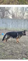 Pink collar female, a female German Shepherd Dog for sale in Bethel, OH – 8 of 10