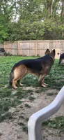 Pink collar female, a female German Shepherd Dog for sale in Bethel, OH – 9 of 10