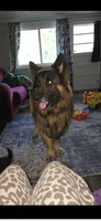 Pink collar female, a female German Shepherd Dog for sale in Bethel, OH – 10 of 10
