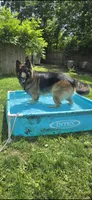 Pink collar female, a female German Shepherd Dog for sale in Bethel, OH – 6 of 10