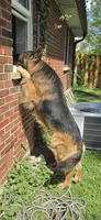 Pink collar female, a female German Shepherd Dog for sale in Bethel, OH – 7 of 10